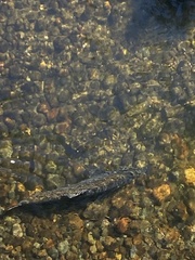 Oncorhynchus tshawytscha