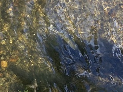 Oncorhynchus tshawytscha