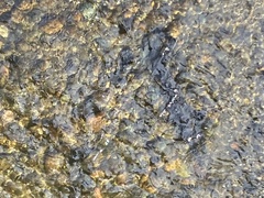 Oncorhynchus tshawytscha