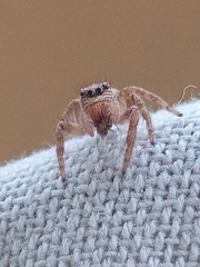 Plexippus paykulli