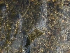 Oncorhynchus tshawytscha