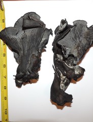 Polyozellus marymargaretae