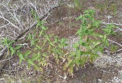 Brickellia cylindracea