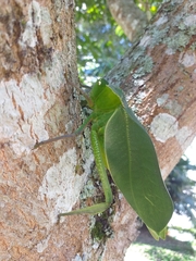 Steirodon dentatum