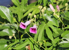 Ipomoea mauritiana