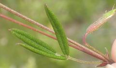 Rhynchosia leucoscias