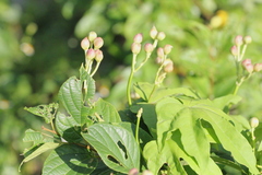 Ipomoea mauritiana