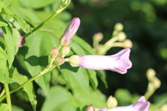 Ipomoea mauritiana