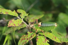 Barbitistes fischeri