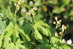 Ipomoea mauritiana