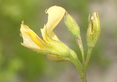 Rhynchosia leucoscias