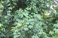 Ipomoea mauritiana
