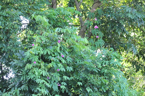 Image of Ipomoea mauritiana by no rights reserved