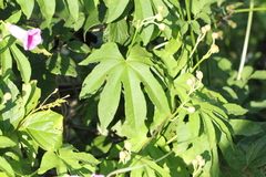 Ipomoea mauritiana