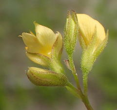 Rhynchosia leucoscias