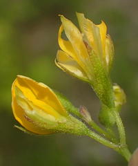 Rhynchosia leucoscias