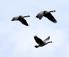 Branta canadensis