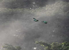 Amazona farinosa image
