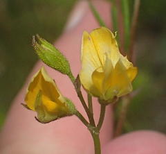 Rhynchosia leucoscias