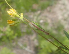 Rhynchosia leucoscias
