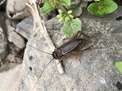 Svercacheta siamensis