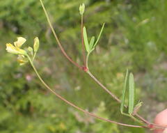 Rhynchosia leucoscias