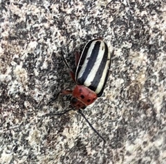 Disonycha latiovittata