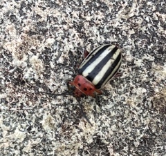 Disonycha latiovittata