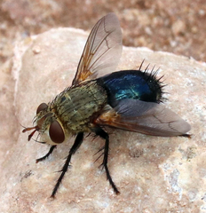 Archytas analis