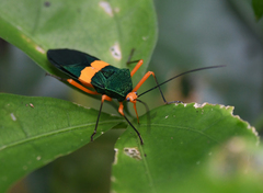 Paryphes