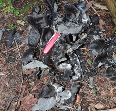 Polyozellus marymargaretae