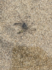 Halicarcinus