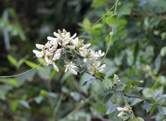 Wisteriopsis reticulata