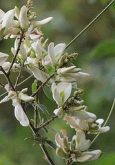 Wisteriopsis reticulata