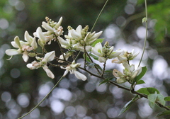 Wisteriopsis reticulata