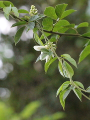 Wisteriopsis reticulata
