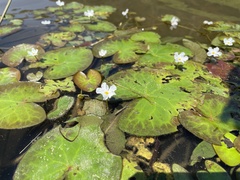 Nymphoides hydrophylla