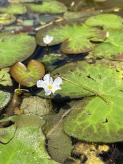 Nymphoides hydrophylla