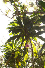 Virotia angustifolia