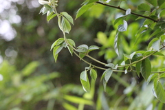 Wisteriopsis reticulata