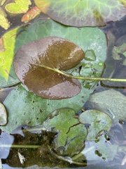 Nymphoides hydrophylla