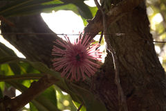 Virotia angustifolia