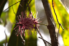 Virotia angustifolia