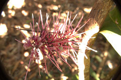 Virotia angustifolia