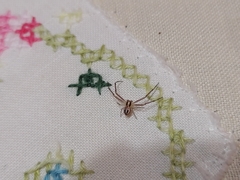 Misumenops temibilis