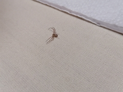 Misumenops temibilis