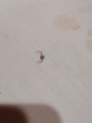 Misumenops temibilis