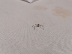 Misumenops temibilis