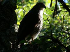 Accipiter tachiro tachiro