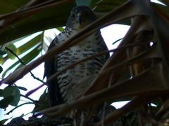 Accipiter tachiro tachiro